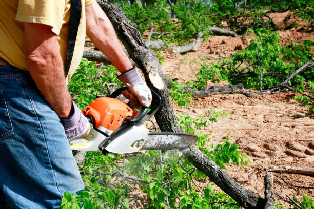 Best Tree Clearing Services  in Elko, NV